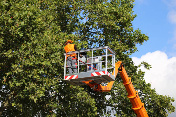 How Our Tree Care Process Works  in Wintersville, OH